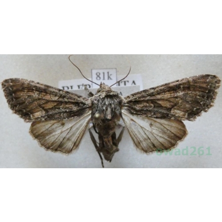 Mniotype adusta (Esper, 1790) Purpurówka ogrodnica Slovenia81k